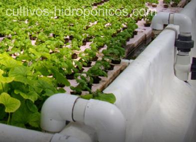 Los cultivos hidropónicos, permiten la producción sin necesidad del suelo.