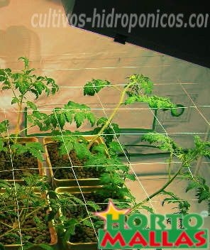 Cultivos en hidroponia