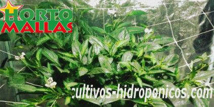 Cultivo hidroponicos