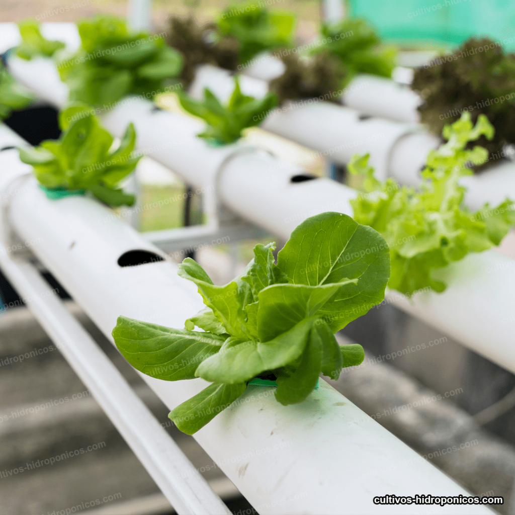 condiciones climáticas de un cultivo hidropónico